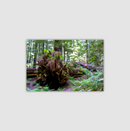 California Redwoods  | Canvas Print | Fallen Friend