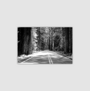 California Redwoods  | Canvas Print | Spots of Light