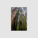 California Redwoods  | Canvas Print |Amongst The Giants