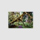 California Redwoods  | Canvas Print | Under the Moss