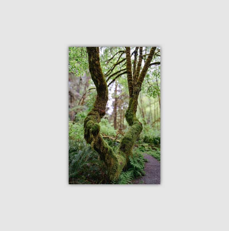 California Redwoods  | Canvas Print | Twin Sisters